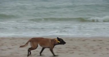 Köpeğiyle deniz sahilinde oynaşan bir kadın.