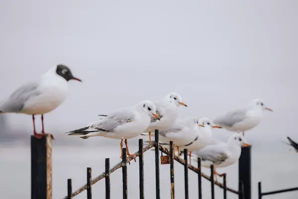 Seagulls Flock Sitting Fence Sea Royalty Free Stock Images
