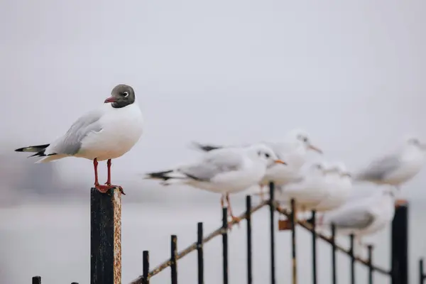 Seagulls Flock Sitting Fence Sea Slow Motion Stock Image