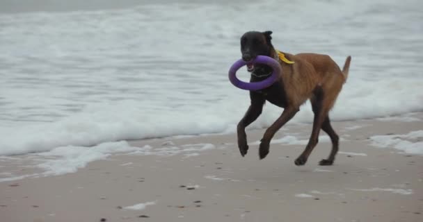 Woman Her Dog Play Puller Sea Beach Slow Motion — Stock Video