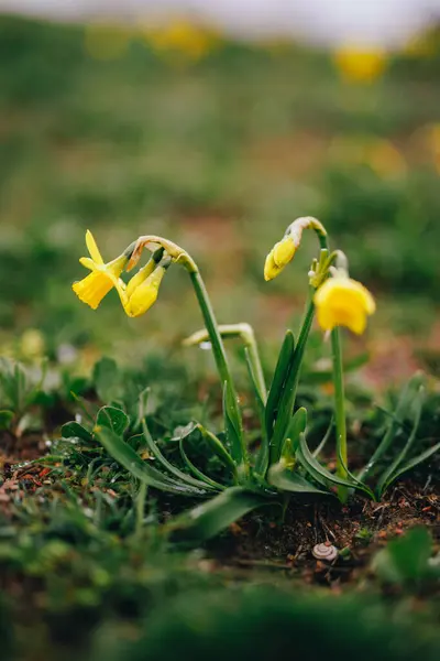 初春の草の中の黄色いナルシス ストック画像