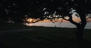 Gün batımında denizin kenarında ağacın silueti.