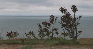 Bulutlu bir günde, güçlü bir rüzgarda sallanan ağaçlar.