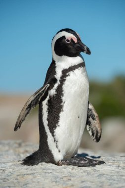 African Penguins, Boulders beach, South Africa