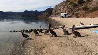 Baja California, Meksika sahilindeki pelikanlar