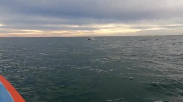 Grey Whales Laguna Ignacio Baja California Mexico — Stock video