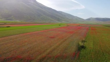 Castelluccio di Norcia yaylası, mercimek ekinleri