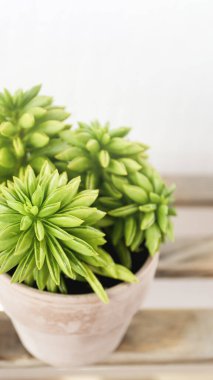 Çiçek saksısında sulu, yakın plan. Peperomia makro, dikey