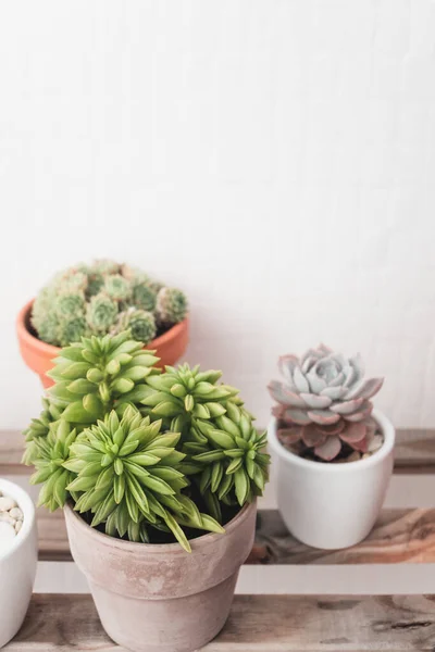 stock image Succulents in pots with copy space. Green houseplants concept, vertical