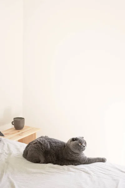 Graue Schottische Faltkatze Auf Dem Bett Liegend Pet Lifestyle Ästhetische — Stockfoto
