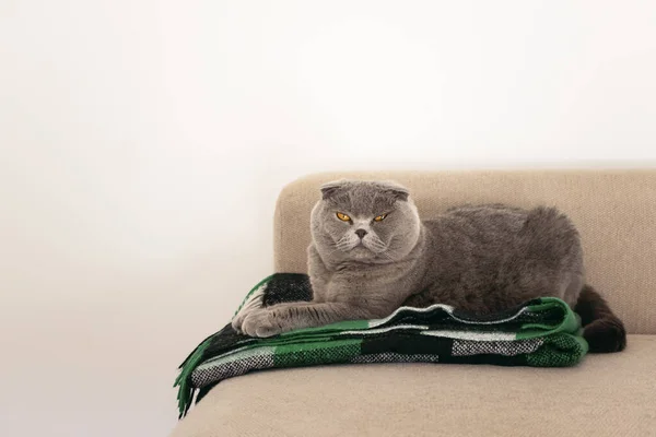 Graue Katze Ruht Auf Sofa Auf Plaid Schottische Faltkatze Ästhetisches — Stockfoto
