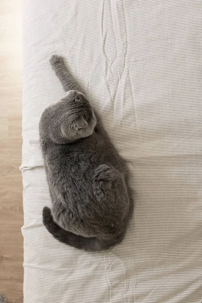 Γκρίζος Σκωτσέζος Γάτος Που Αναπαύεται Στο Κρεβάτι Pet Lifestyle Αισθητική — Φωτογραφία Αρχείου