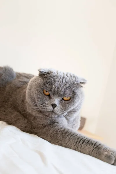 灰色苏格兰折叠猫肖像画 近视垂直 — 图库照片