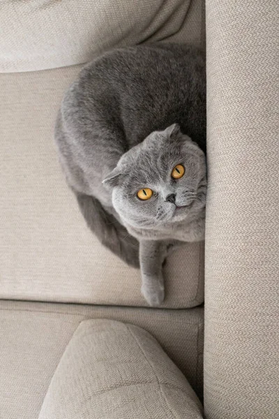 可爱的灰色猫在沙发美学简约的垂直照片 苏格兰折叠猫 家养宠物 — 图库照片