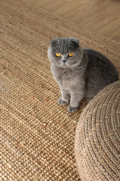 Grå Katt Sittandes Mattan Hemma Estetisk Sällskapsdjur Livsstil Skotsk Vickkatt — Stockfoto