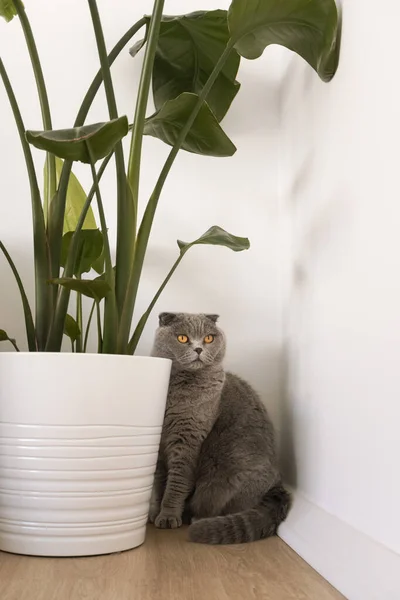 Grey cat and house plant. Scottish fold cat in modern minimal home interior