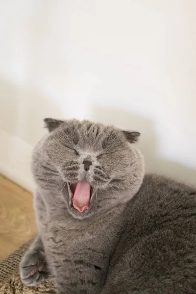 Kočičí Mňoukání Grey Scottish Fold Cat Minimalistický Portrét — Stock fotografie