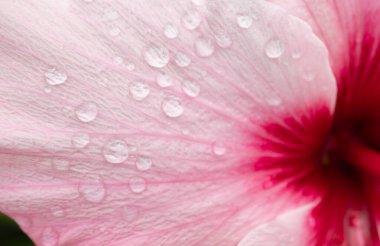 Yakın plan su damlaları pembe çiçek yaprağı, makro 