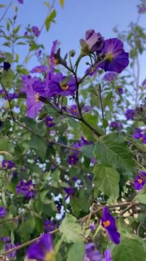 Mavi gökyüzü arkaplanı dikey olan mor çiçekler çalısı