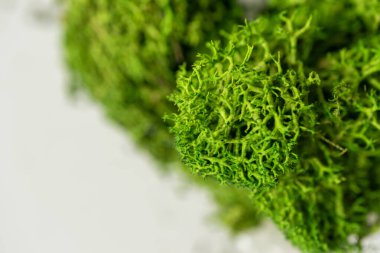 Korunmuş yosun yakın çekim dokusu