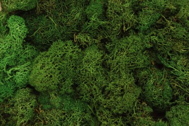 Dengeli yosun dokusu yeşil arkaplan