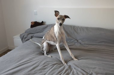 Minimalist yatak odasında gri bir yatak örtüsüyle yatağında oturan zarif kırbaç köpeği.