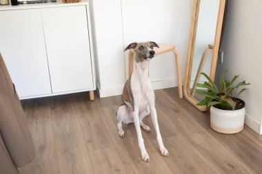 Çağdaş iç mekanda bitkilerle oturan kamçı köpeği, kiralık hayvan dostu konsept ev