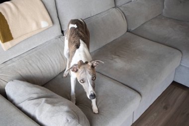 Modern oturma odasındaki açık gri kanepede duran kamçı köpeği. Evcil hayvan dostu yaşam tarzı