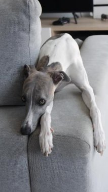 Şirin kamçı köpeği, modern, rahat, dikey bir oturma odasındaki kanepenin kolluğuna yatar ve bakar. 