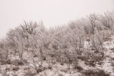 Ormandaki ağaçlar beyaz karla kaplı..