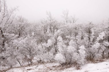 Ormandaki ağaçlar beyaz karla kaplı..