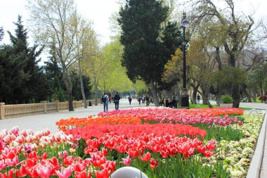 Bakü 'deki Primorsky Bulvarı' nda laleler. Azerbaycan.