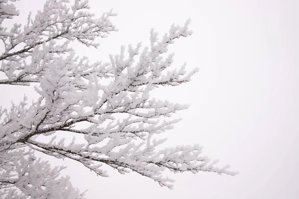 Гілки Дерев Покриті Білим Снігом — стокове фото