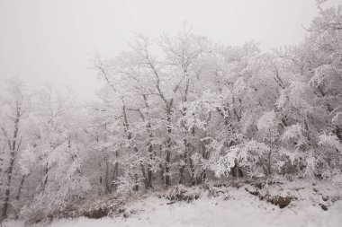 Ormandaki ağaçlar beyaz karla kaplı..