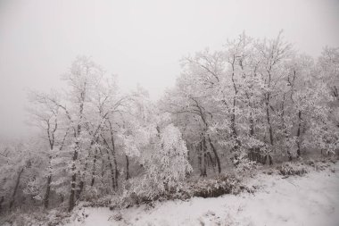 Ormandaki ağaçlar beyaz karla kaplı..