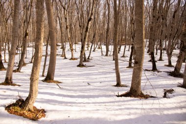 Ağaçların gölgeleri ormandaki beyaz karların üzerinde.