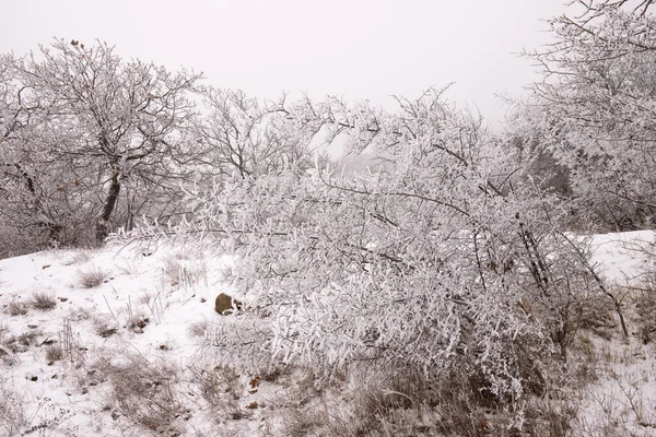 Arbres Dans Forêt Recouverts Neige Blanche — Photo