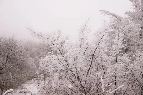 Arbres Dans Forêt Recouverts Neige Blanche — Photo