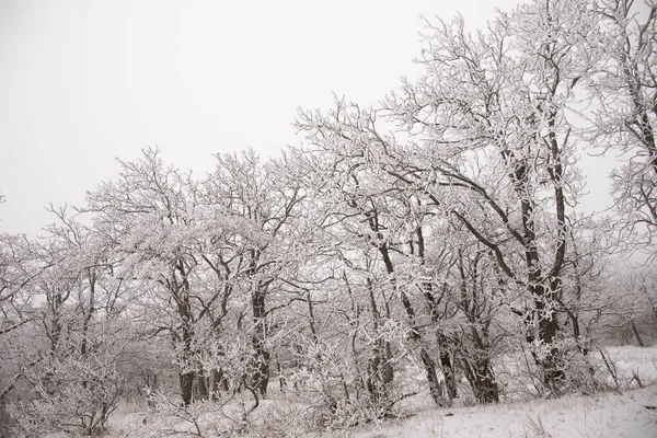 Trees Forest Covered White Snow — Stock Photo, Image