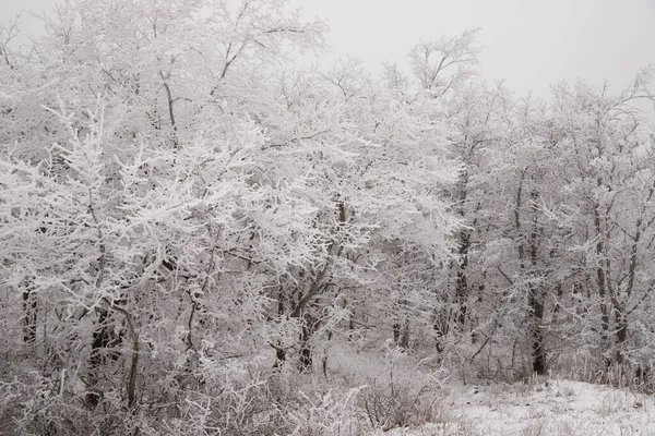 Trees Forest Covered White Snow — Stock Photo, Image