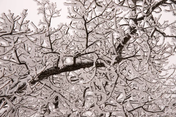 Ormandaki ağaçlar beyaz karla kaplı..