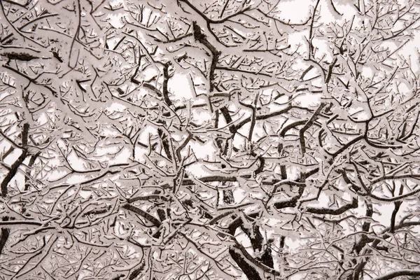 Árboles Bosque Cubiertos Nieve Blanca —  Fotos de Stock