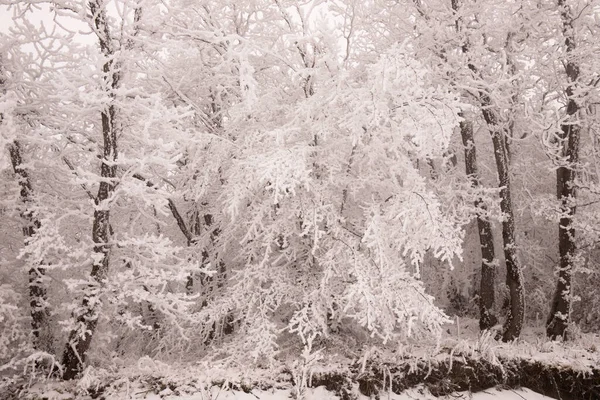 Puut Metsässä Peitetty Valkoinen Lumi — kuvapankkivalokuva