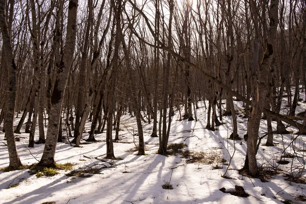 Ombres Des Arbres Sur Neige Blanche Dans Forêt — Photo
