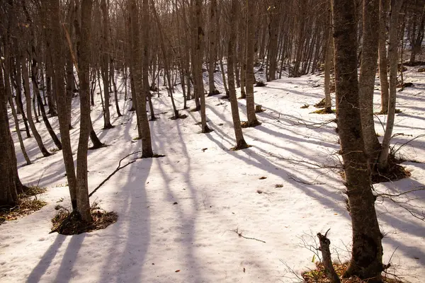 Ombres Des Arbres Sur Neige Blanche Dans Forêt — Photo