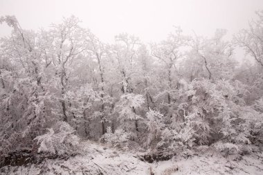 Ormandaki ağaçlar beyaz karla kaplı..