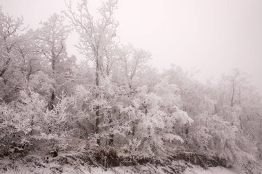 Ormandaki ağaçlar beyaz karla kaplı..