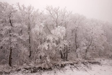 Ormandaki ağaçlar beyaz karla kaplı..