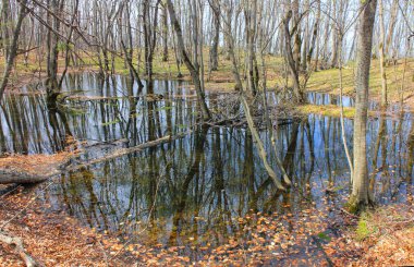 Sonbahar ormanındaki göle düşen yapraklar..