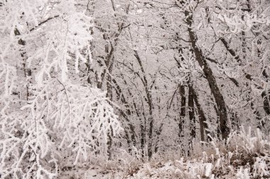 Ormandaki ağaçlar beyaz karla kaplı..